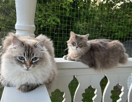 SIB Yabu NEM Ottilia