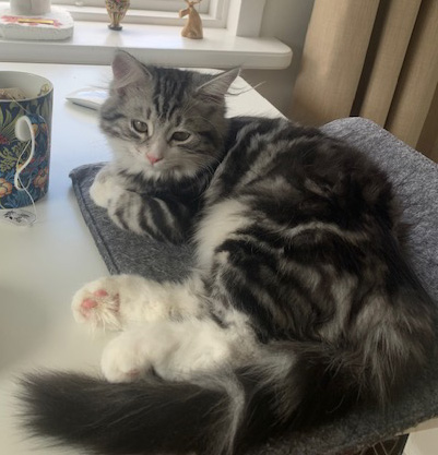 Sibirisk katt Seppina