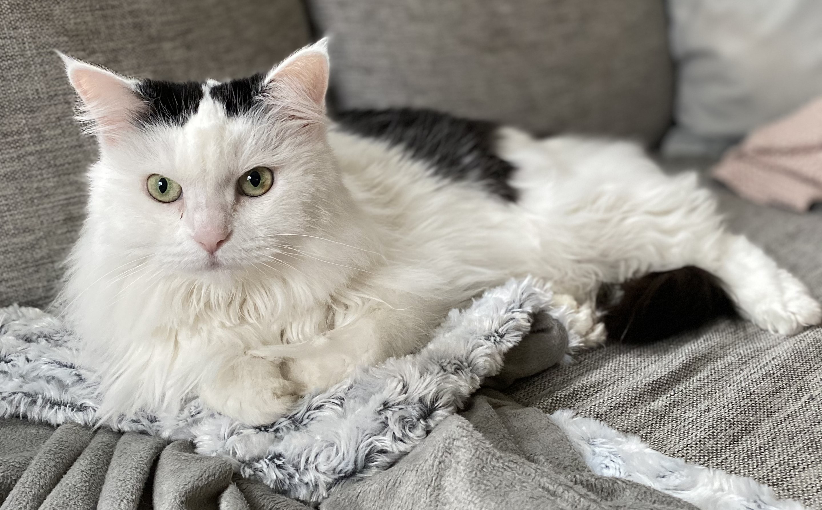 Sibirisk katt Quadea