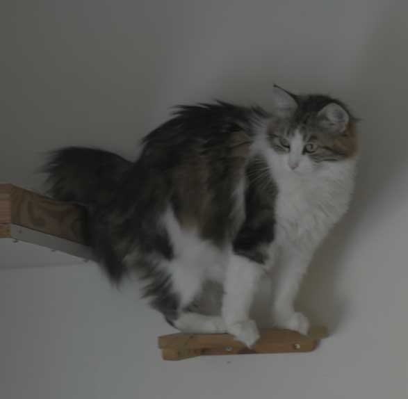 Sibirisk katt Vickie