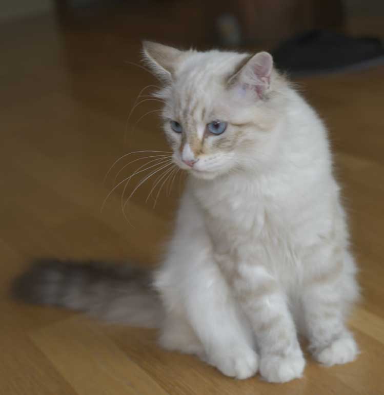 Neva Masquerarade kattunge Ritzi