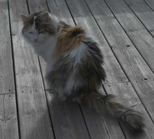 Sibirisk katt Tracie