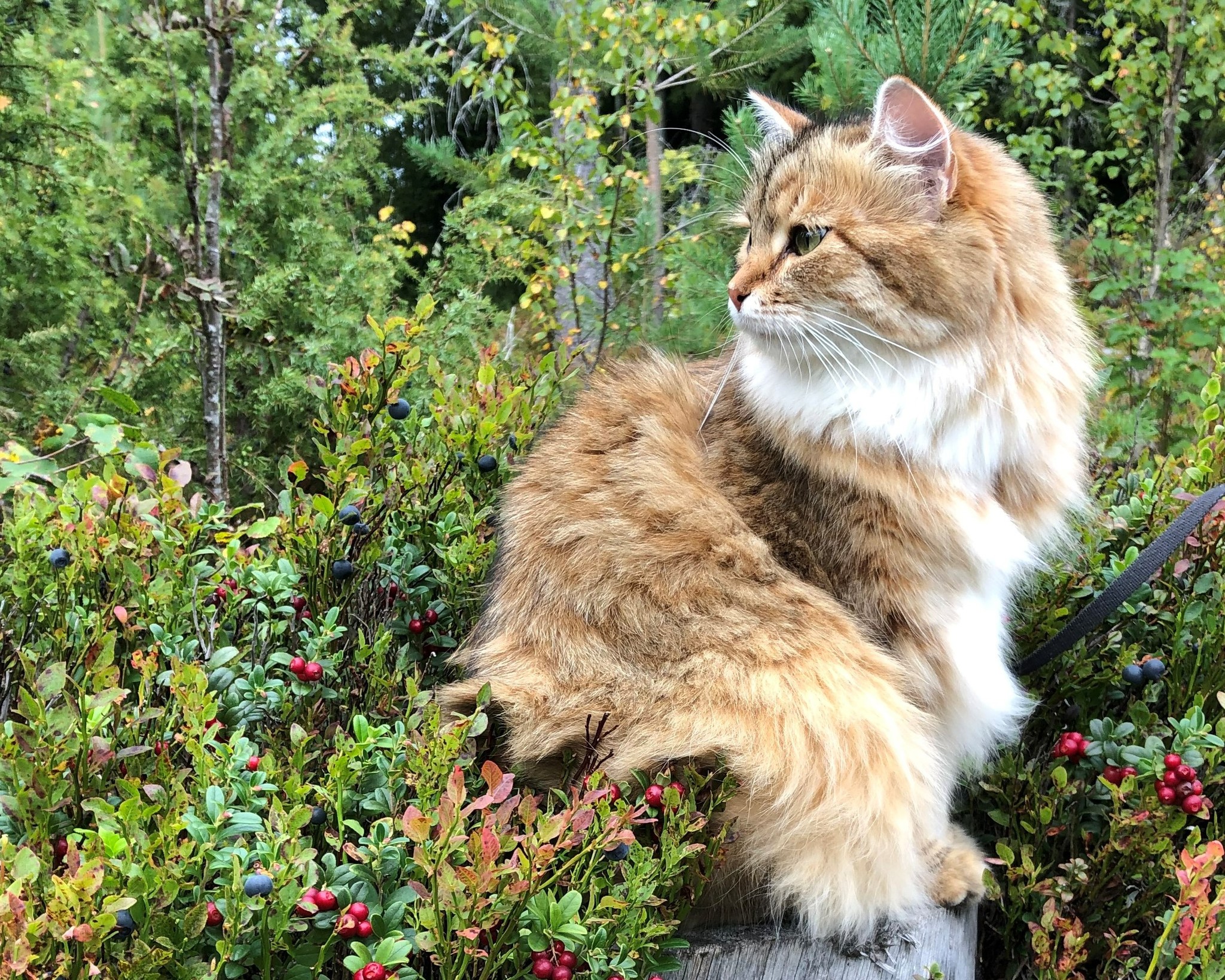 Sibirisk katt Fujita