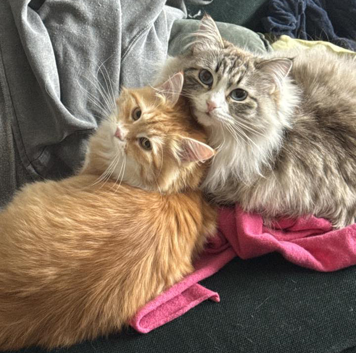 Neva Masquerade Himiko med Yezos dotter