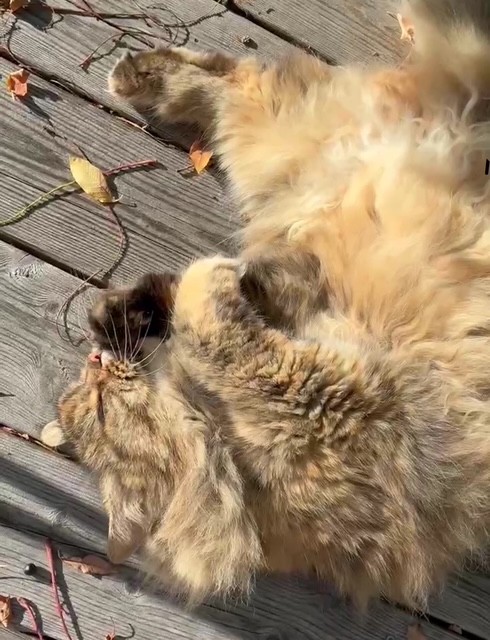 Sibirisk katt Galaxy