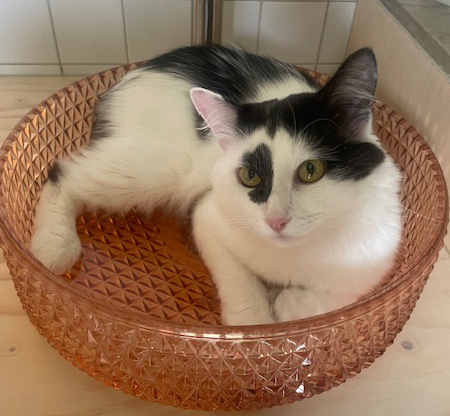 Sibirisk katt Picasso