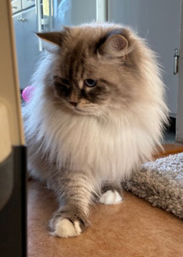 Neva Masquerade hankatt Enzo