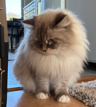 Neva Masquerade katthanen Enzo