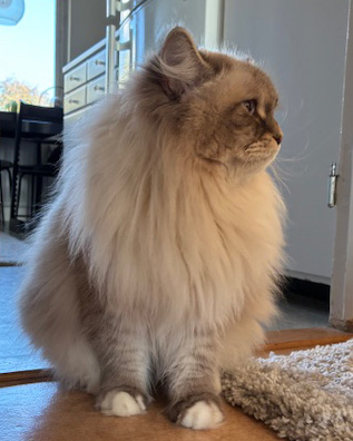 Neva Masquerade katthane Enzo