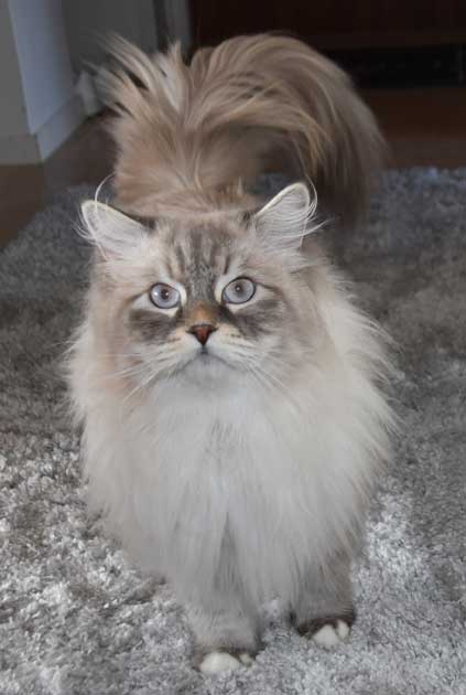 Neva Masquerade hankatt Enzo