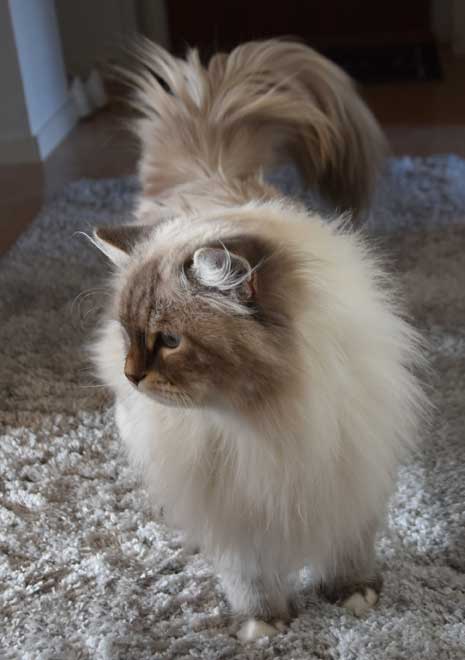 Neva Masquerade hankatt Enzo