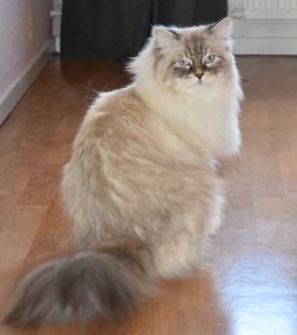 Neva Masquerade hankatt Enzo