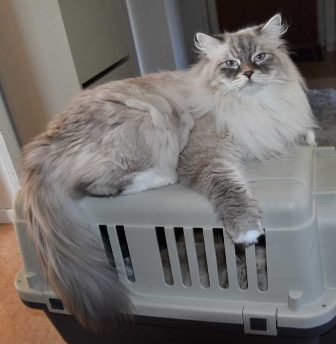 Neva Masquerade katthane Enzo