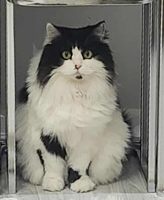 Sibirisk katt Andromeda