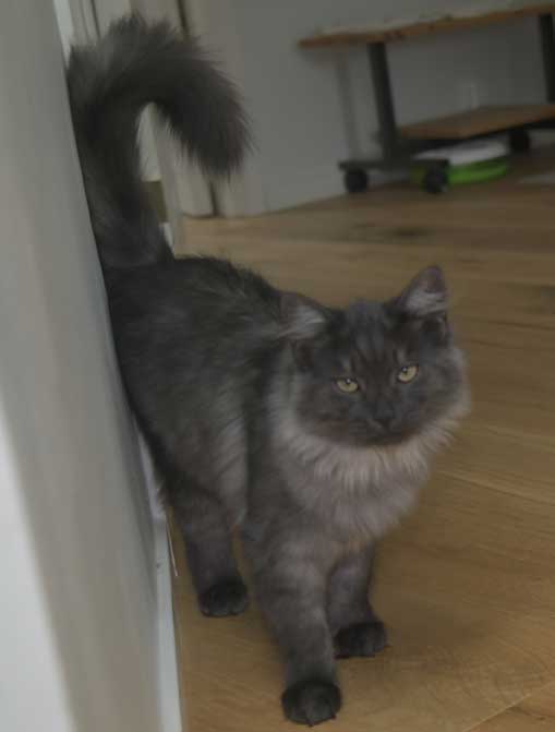 Sibirisk katt Sir Skip