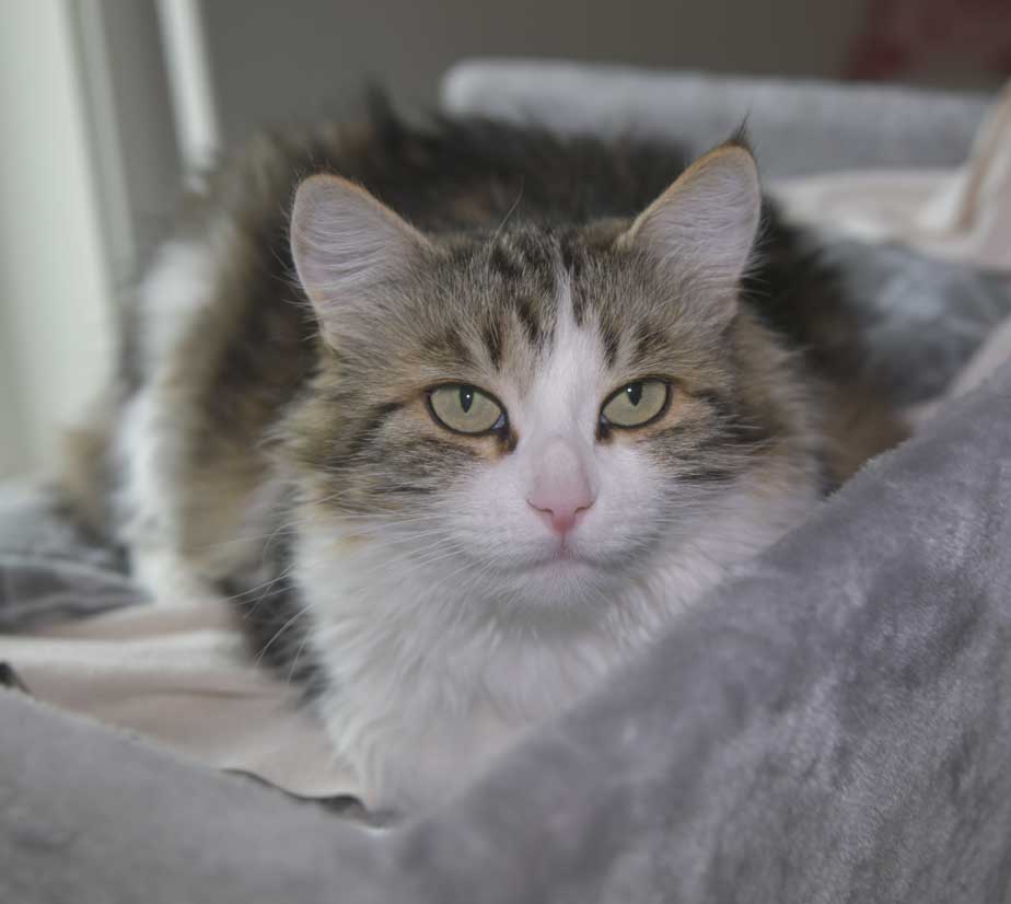 Sibirisk katt Vickie