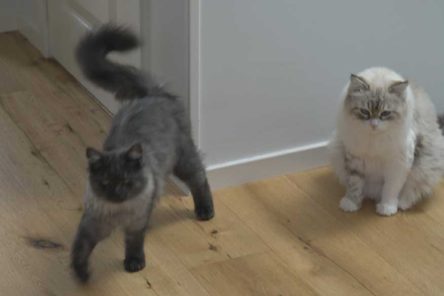 SIB Sir Skip NEM Whiffi