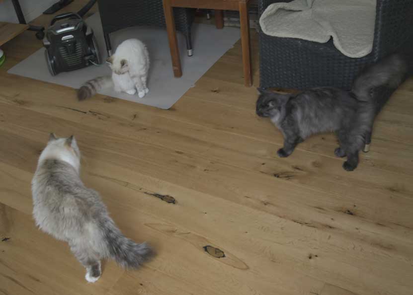 SIB Sir Skip NEM Whiffi o Ritzi