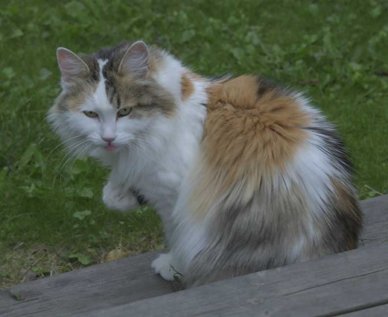 Sibirisk katt Tracie