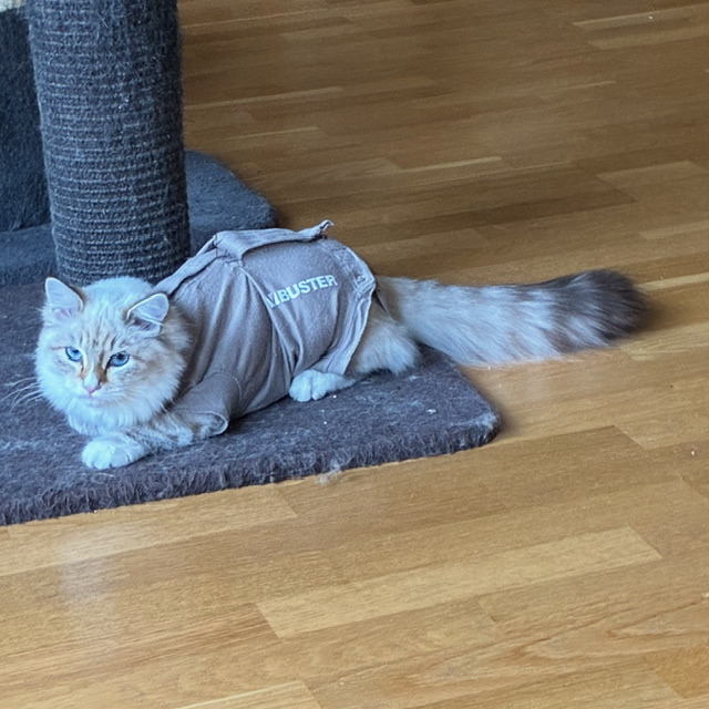 Neva Masquerade kattunge Ritzi