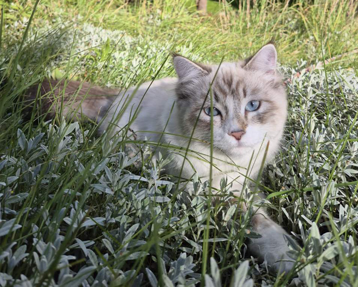 Neva Masquerade kattunge Ruby