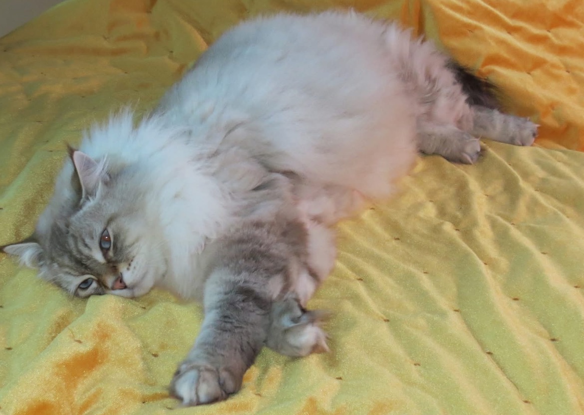 Neva Masquerade Kepler