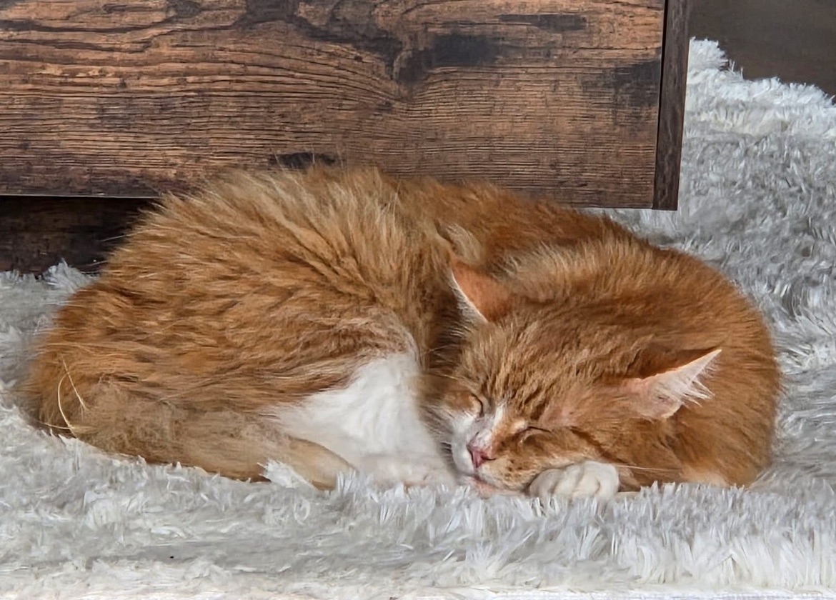 Sibirisk katt Neptune