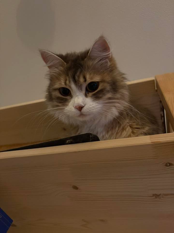 Sibirisk katt Fantasia