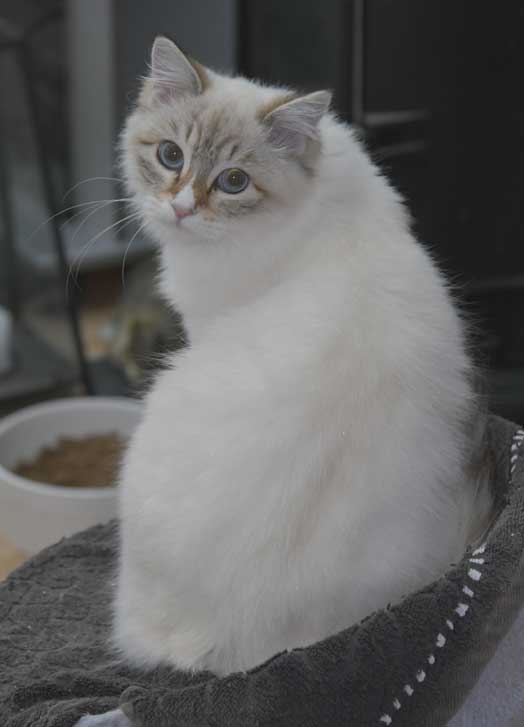 Neva Masquerade kattunge Ritzi