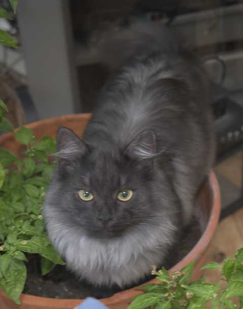 Sibirisk kattunge Sir Skip