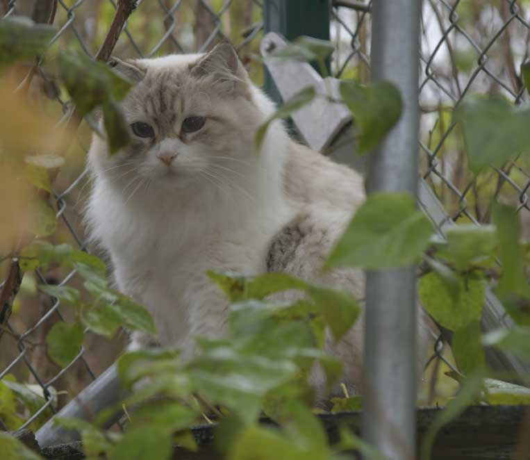 Neva Masquerade Whiffi