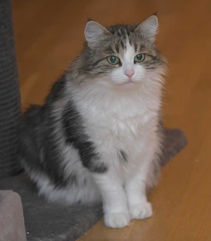 Sibirisk katt Vickie