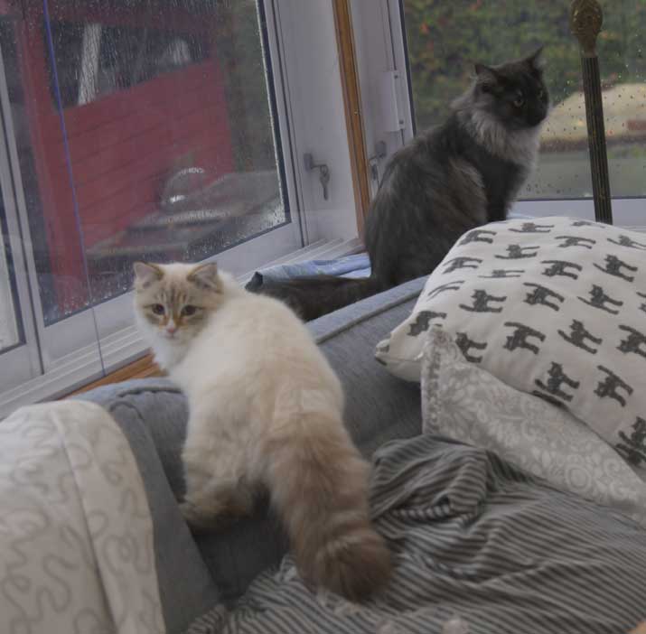 SIB Sir Skip NEM Ritzi