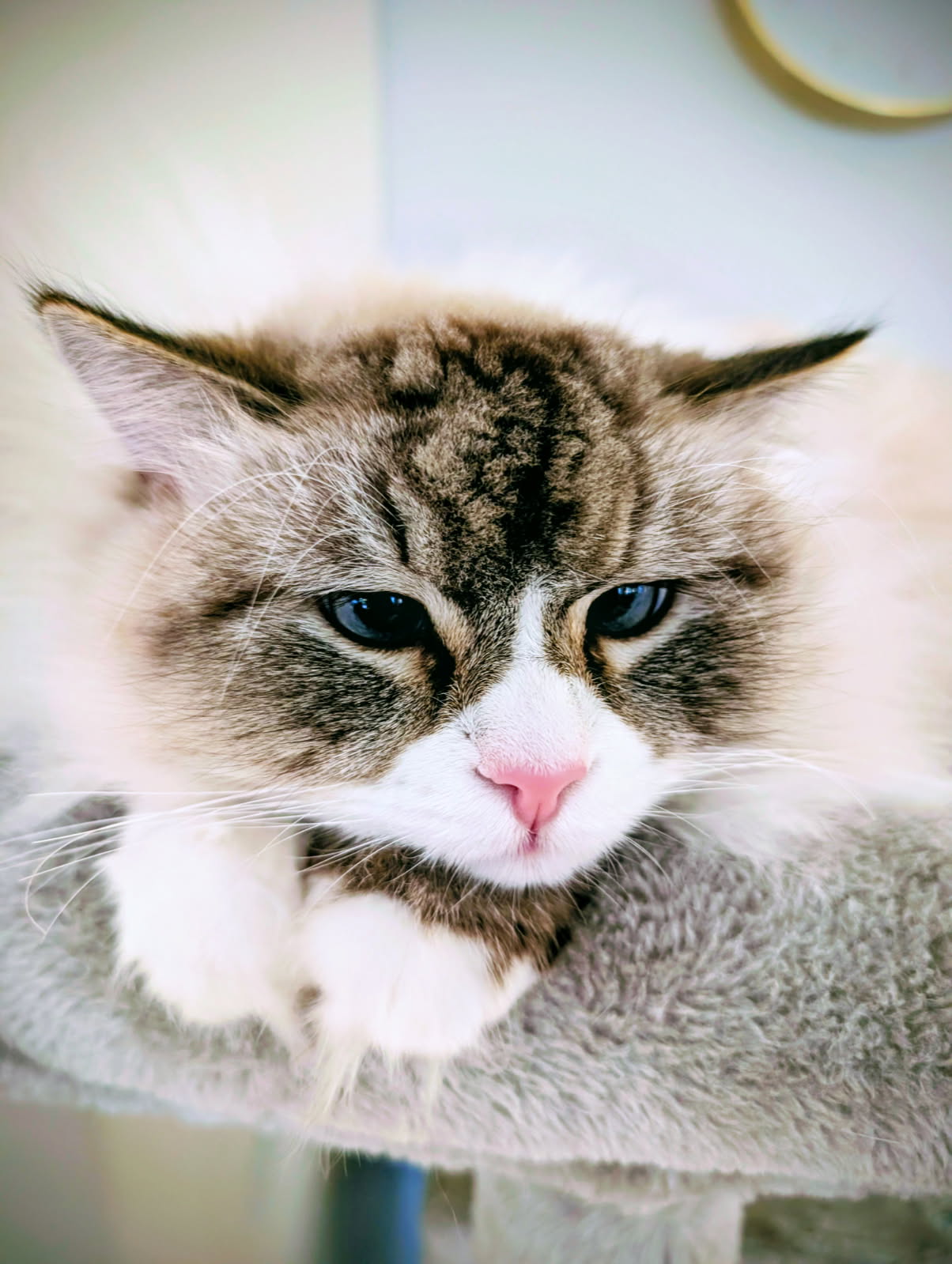 Neva Masquerade Dizzy