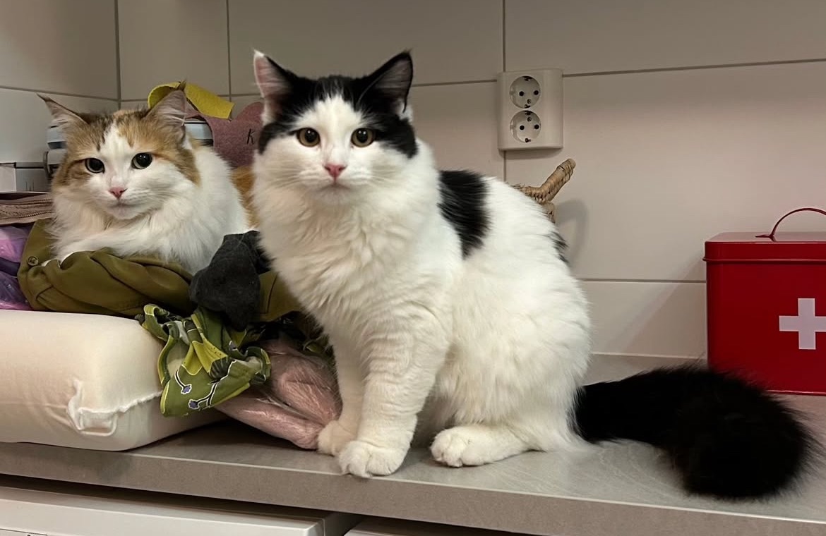 Sibirisk katt Nymphe o Saroma