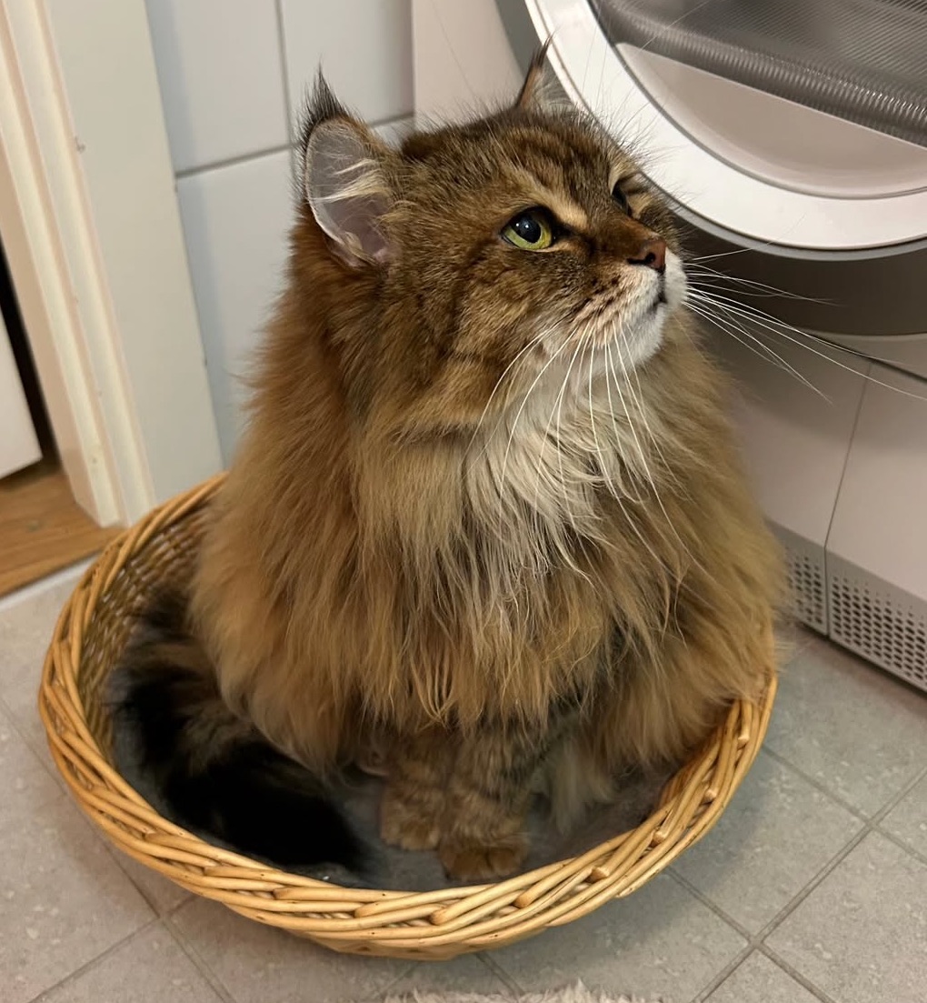 Sibirisk katt Orinda