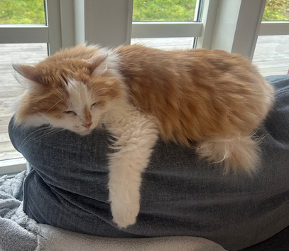 Sibirisk katt Tethys