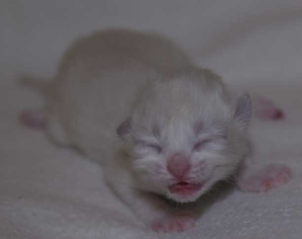 Neva Masquerade kattunge Thalia