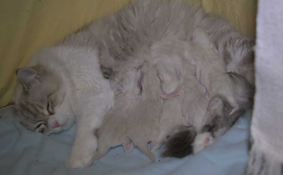 Neva Masquerade kattungar T3-kull