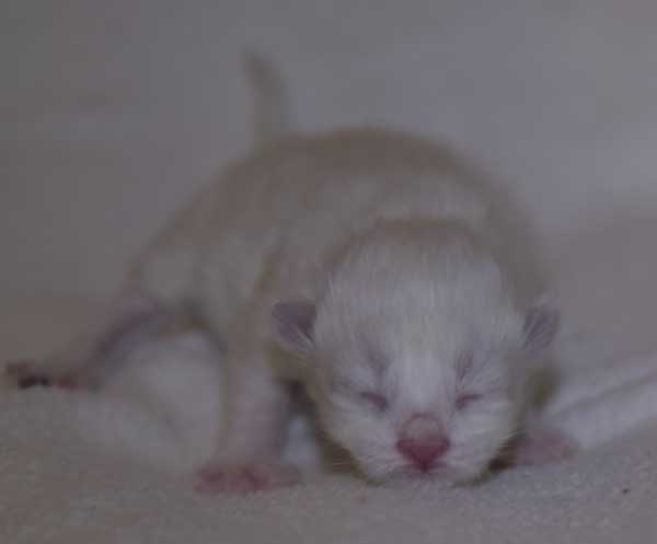 Neva Masquerade kattunge Thrymr