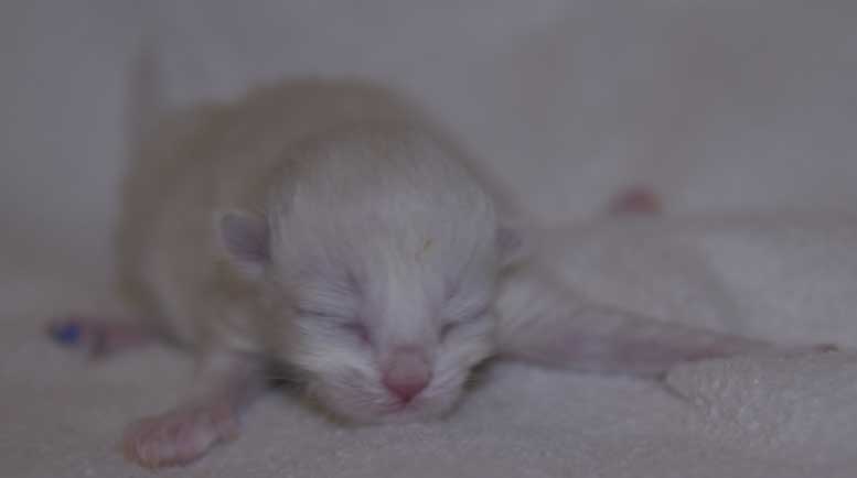 Neva Masquerade kattunge Taurus