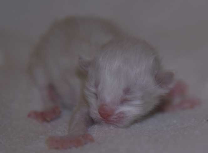 Neva Masquerade kattunge Thyone