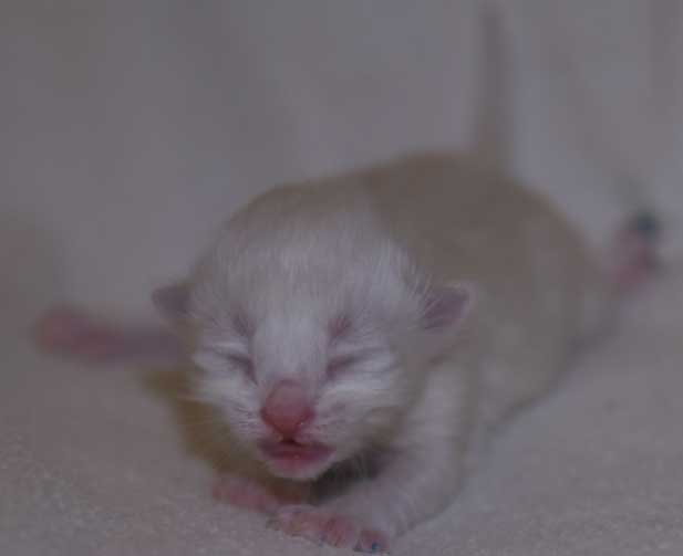 Neva Masquerade kattunge Thule