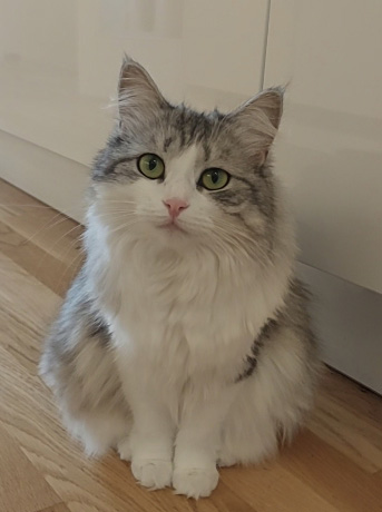 Sibirisk katt Norma
