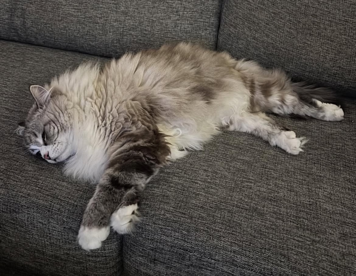 Neva Masquerade katt Darwin