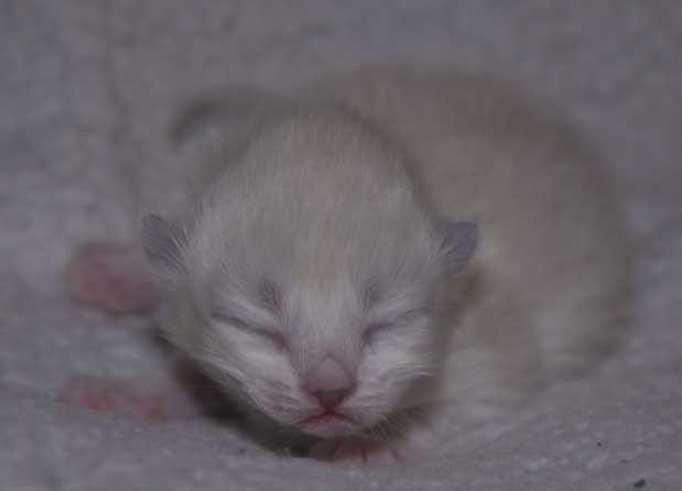 Neva Masquerade kattunge Thalia