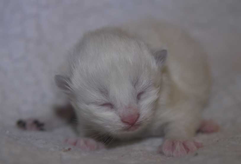 Neva Masquerade kattunge Thrymr