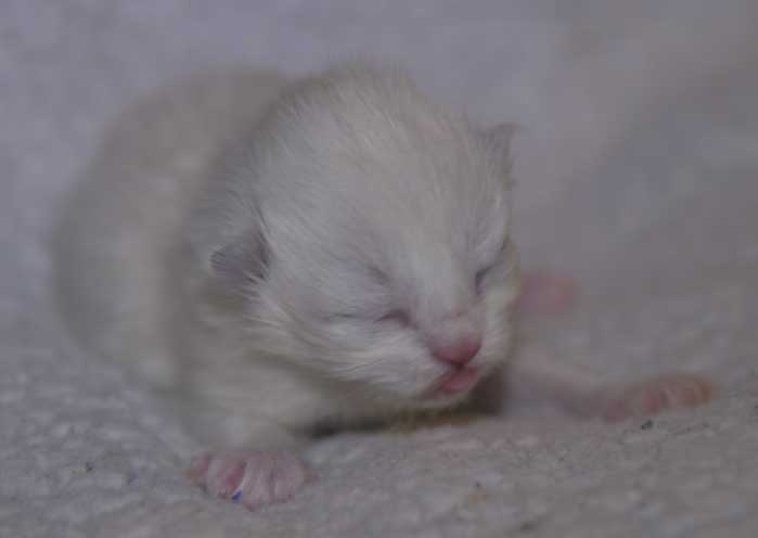 Neva Masquerade kattunge Taurus