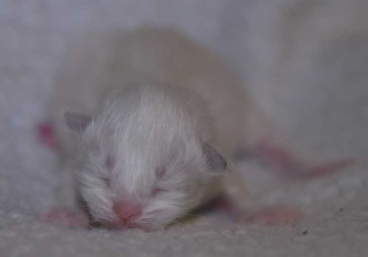 Neva Masquerade kattunge Thyone