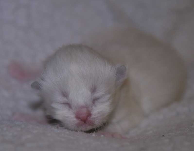 Neva Masquerade kattunge Thule